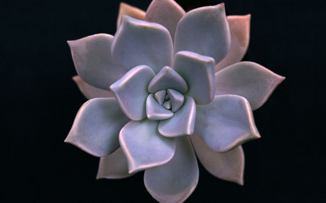 Large white flower black background free wallpaper for desktop - medium preview image