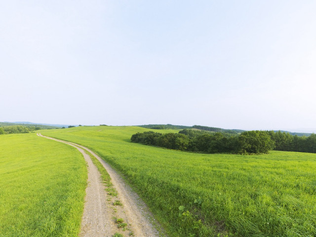 Dirt road lush green field free wallpaper for desktop - medium preview image