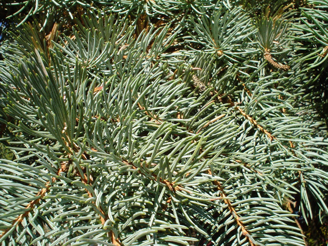Pine tree closeup needles branches #2 free wallpaper for desktop - medium preview image