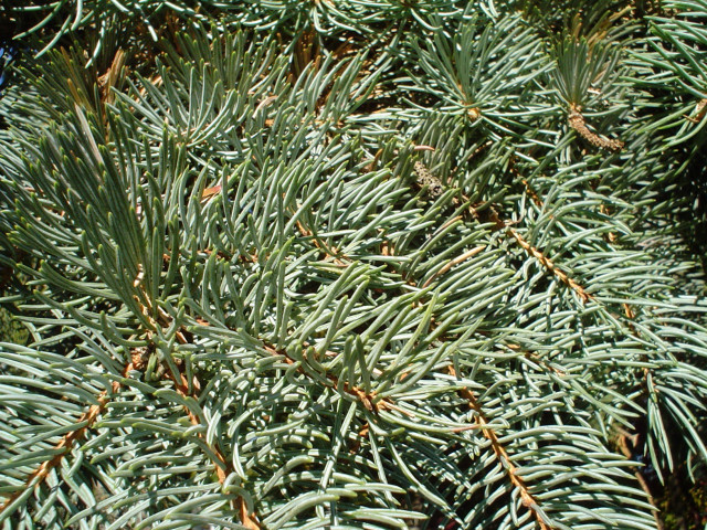 Pine tree close up needles free wallpaper for desktop - medium preview image