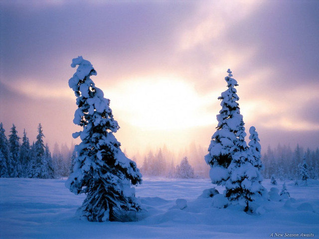 Snowy winter forest sunset mountain free wallpaper for desktop - medium preview image
