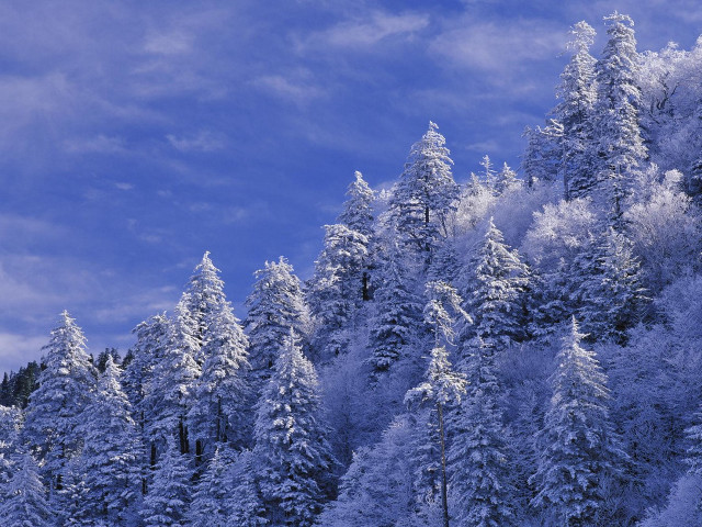 Snowy forest blue sky bush free wallpaper for desktop - medium preview image