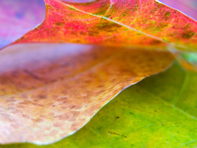 Close up leaf blurry background #5 free wallpaper for desktop - medium preview image