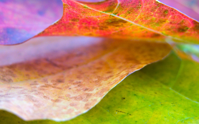 Close up leaf red yellow free wallpaper for desktop - medium preview image