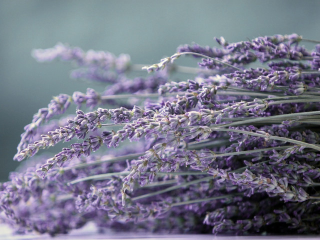 Lavender flowers table blurry background #4 free wallpaper for desktop - medium preview image
