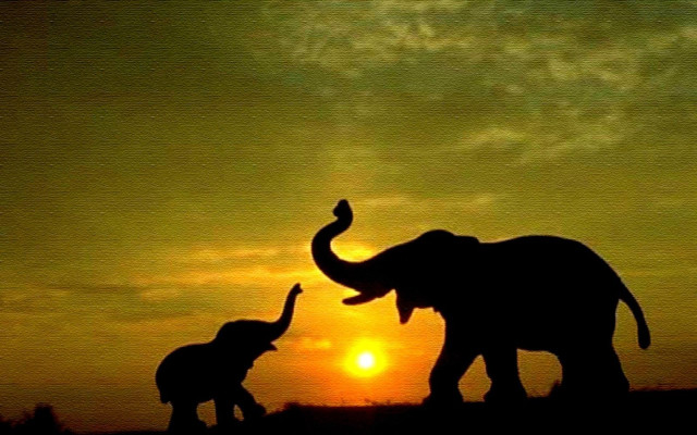 Elephants sunset field couple standing free wallpaper for desktop - medium preview image