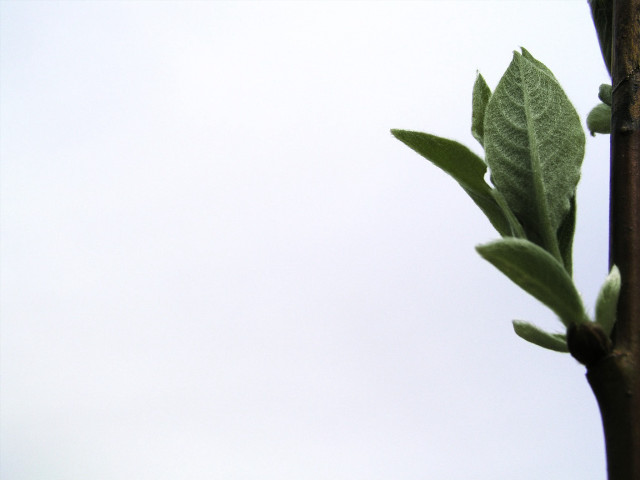 Branch leaves white sky bird #2 free wallpaper for desktop - medium preview image