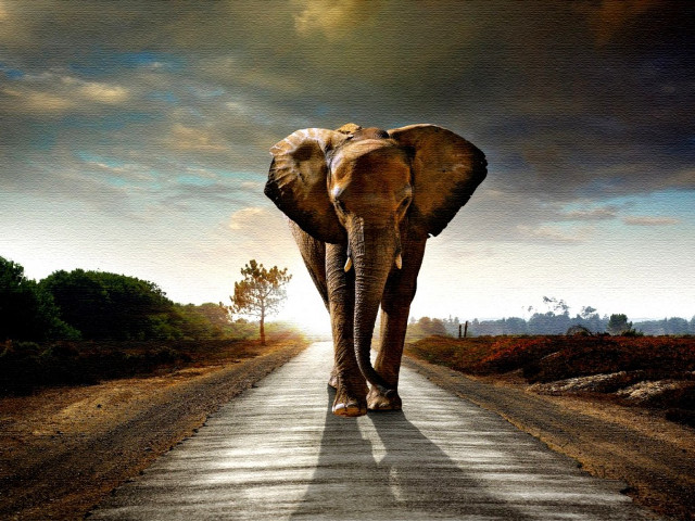 Elephant walking road sky background free wallpaper for desktop - medium preview image