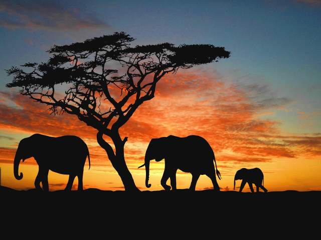 Elephants walking tree sunset sky free wallpaper for desktop - medium preview image