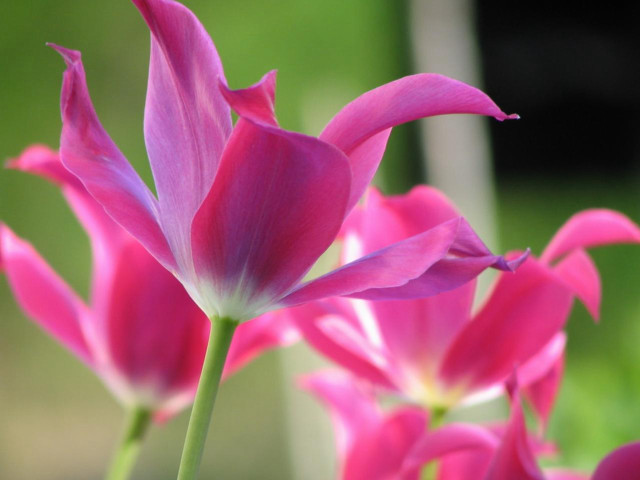 Pink flower closeup blurry background #7 free wallpaper for desktop - medium preview image