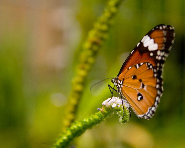 Butterfly flower field grass blurry #2 free wallpaper for desktop - medium preview image