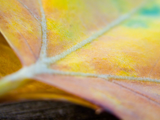 Yellow green leaf closeup blurry #5 free wallpaper for desktop - medium preview image