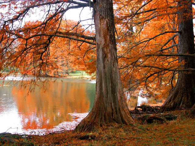 Lake trees orange leaves bench free wallpaper for desktop - medium preview image