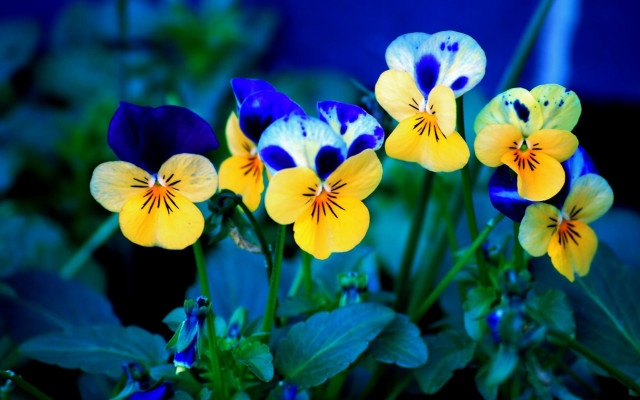 Potted flowers table blue background free wallpaper for desktop - medium preview image