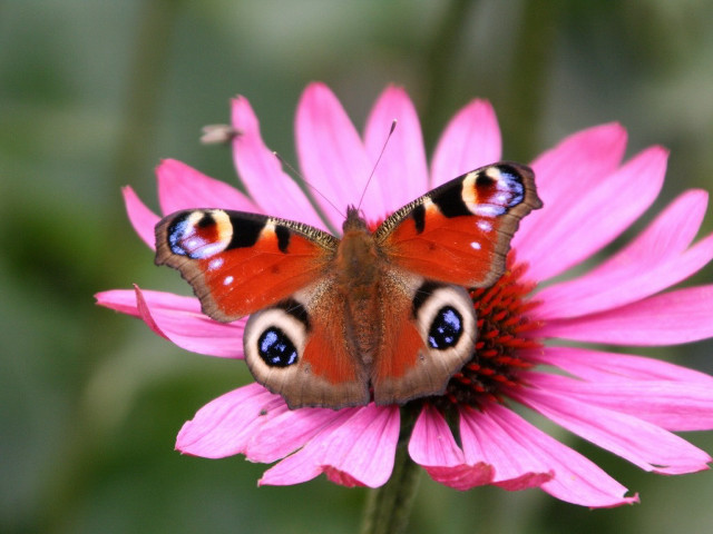 Butterfly pink flower blurry background free wallpaper for desktop - medium preview image