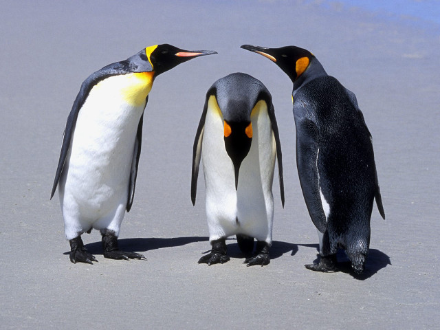 Three penguins beach heads touching free wallpaper for desktop - medium preview image