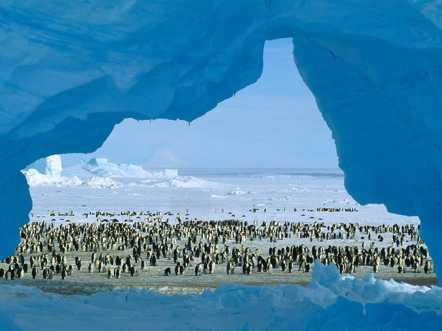 Penguins snow icebergs group standing free wallpaper for desktop - medium preview image