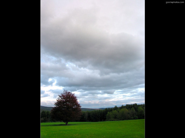 Lone tree field cloudy sky #6 free wallpaper for desktop - medium preview image