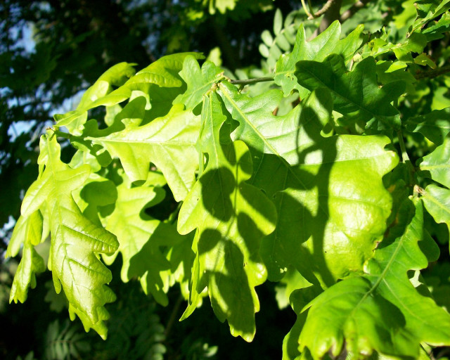 Leafy tree closeup leaves branches #3 free wallpaper for desktop - medium preview image