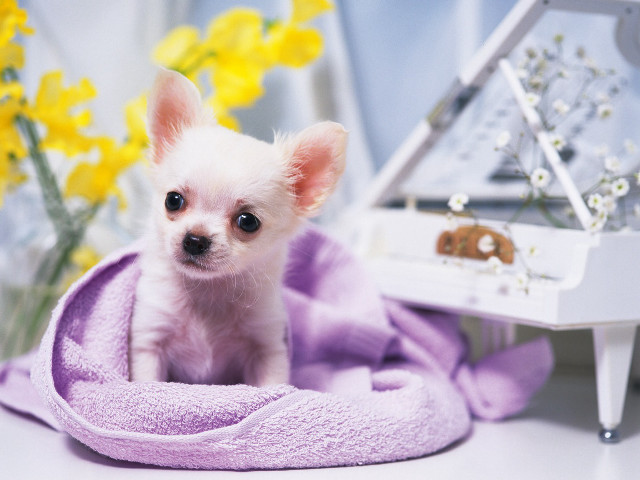 White dog purple blanket piano free wallpaper for desktop - medium preview image