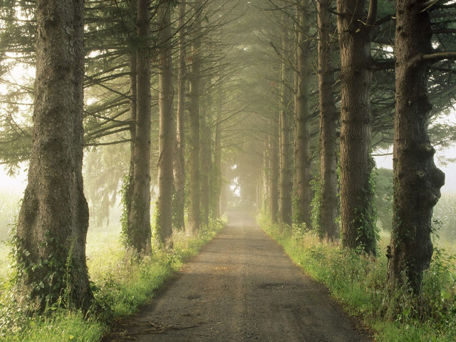 Dirt road tall trees grass #4 free wallpaper for desktop - medium preview image