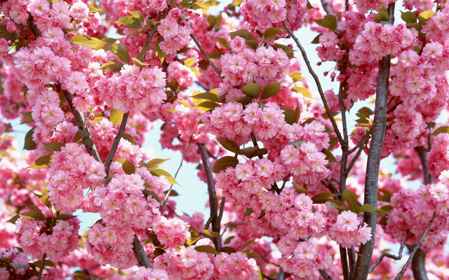 Pink flower tree green leaves #4 free wallpaper for desktop - medium preview image