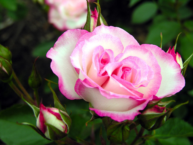 Pink white rose garden blurry free wallpaper for desktop - medium preview image
