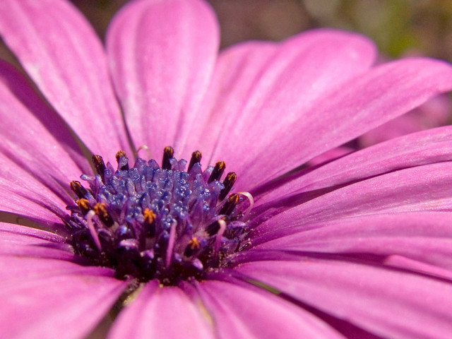 Pink flower macro blurry background #6 free wallpaper for desktop - medium preview image