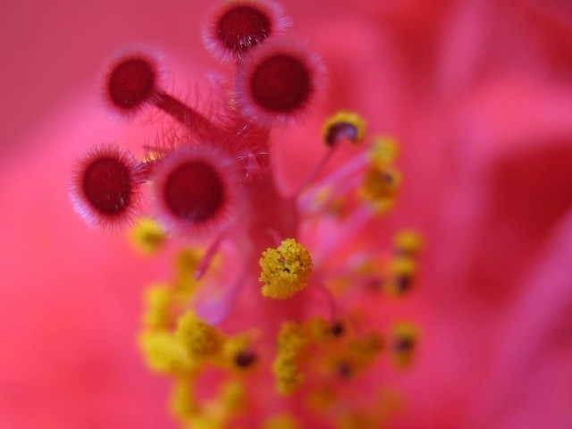 Pink flower yellow stamens macro #4 free wallpaper for desktop - medium preview image
