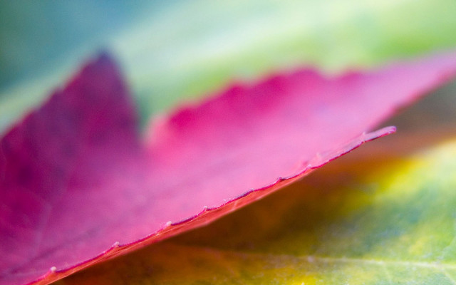 Pink leaf macro blurry sunset #3 free wallpaper for desktop - medium preview image