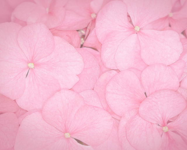Pink flowers in the air free wallpaper for desktop - medium preview image