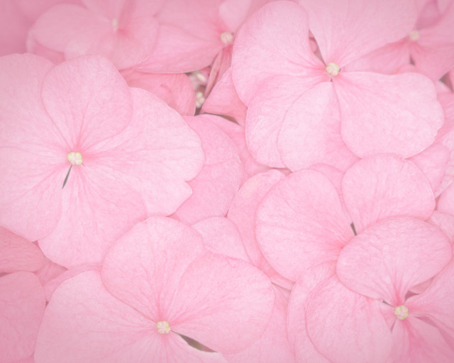 Pink flowers in the air #3 free wallpaper for desktop - medium preview image