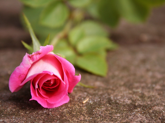 Pink rose rock building green free wallpaper for desktop - medium preview image