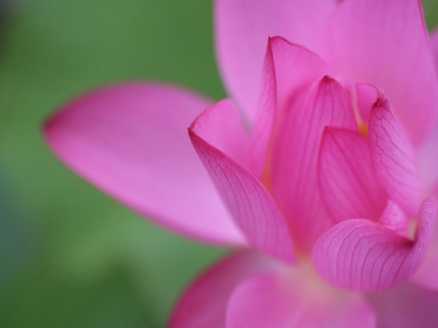 Pink flower blurry green background free wallpaper for desktop - medium preview image