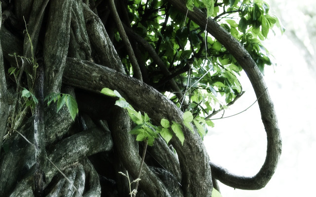 Tree vines macro blackwhite leaf free wallpaper for desktop - medium preview image