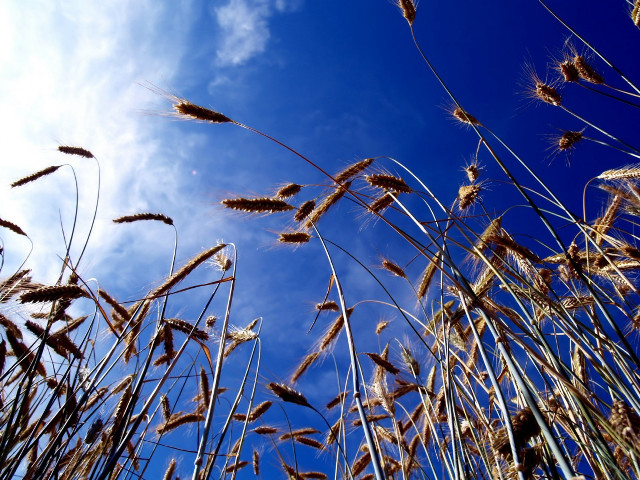 Blue sky clouds tall grass #5 free wallpaper for desktop - medium preview image
