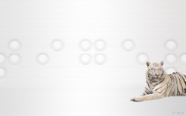 White tiger laying white wall #3 free wallpaper for desktop - medium preview image