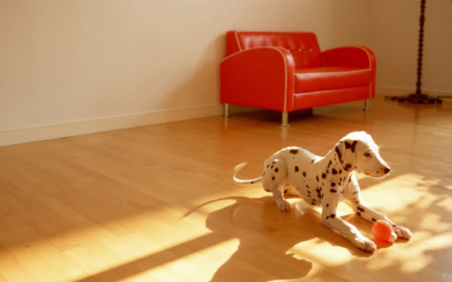 Dalmatian playing ball livingroom redchair free wallpaper for desktop - medium preview image