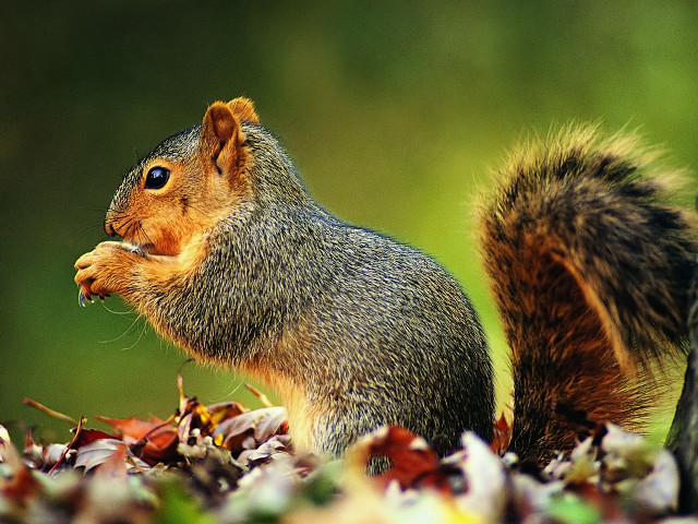 Squirrel eating nut field leaves free wallpaper for desktop - medium preview image