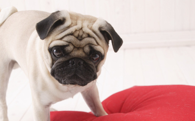 Small pug red cushion white #2 free wallpaper for desktop - medium preview image