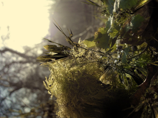 Mossy tree branch sunlight through #2 free wallpaper for desktop - medium preview image