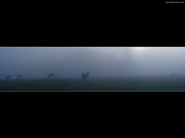 Horses foggy field sky black free wallpaper for desktop - medium preview image