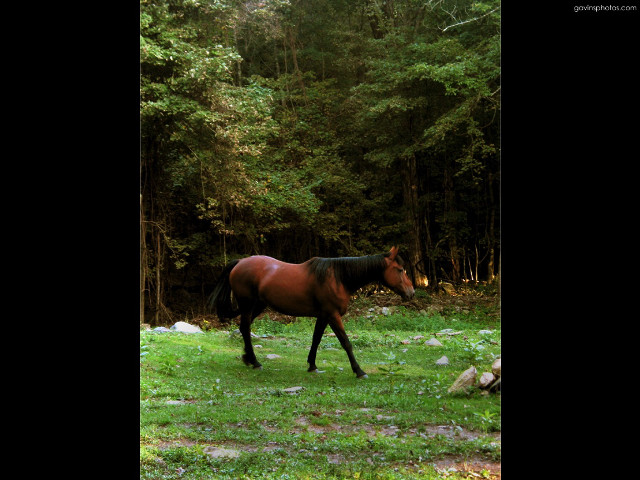 Horse walking lush green forest free wallpaper for desktop - medium preview image