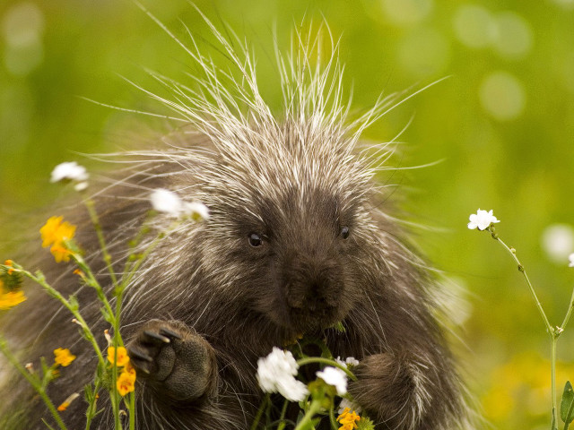 Porcupine eating flowers field grass free wallpaper for desktop - medium preview image
