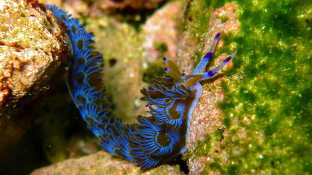 Blue black sea slug rock free wallpaper for desktop - medium preview image