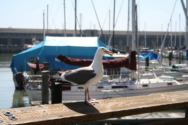 Seagull dock marina boats blue #3 free wallpaper for desktop - medium preview image
