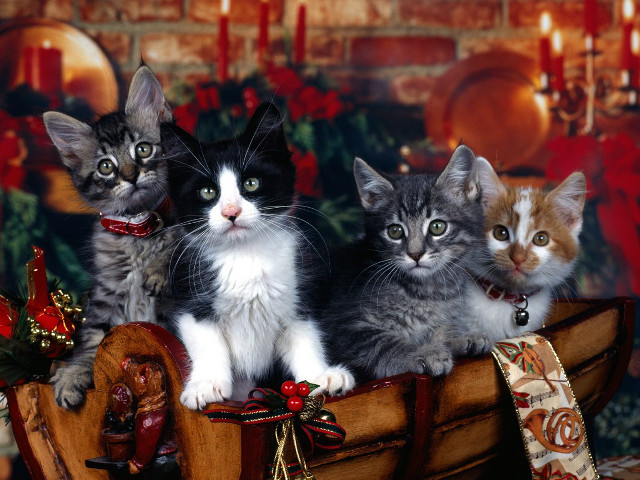 Kittens wooden boat christmas decoration #2 free wallpaper for desktop - medium preview image