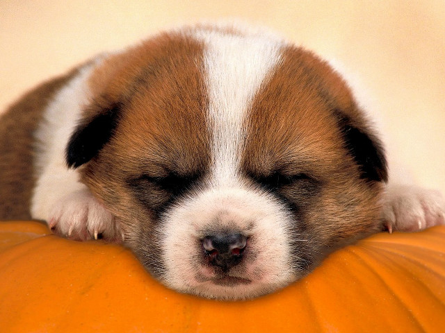 Puppy sleeping pumpkin white background #2 free wallpaper for desktop - medium preview image