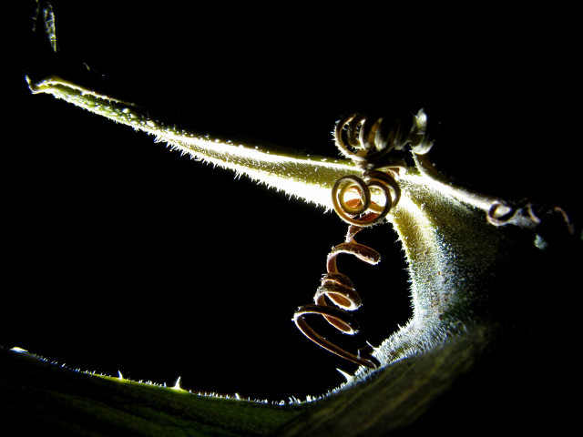 Close up plant light stem free wallpaper for desktop - medium preview image