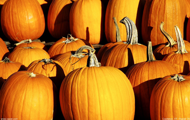 Large group pumpkins pile smaller #2 free wallpaper for desktop - medium preview image